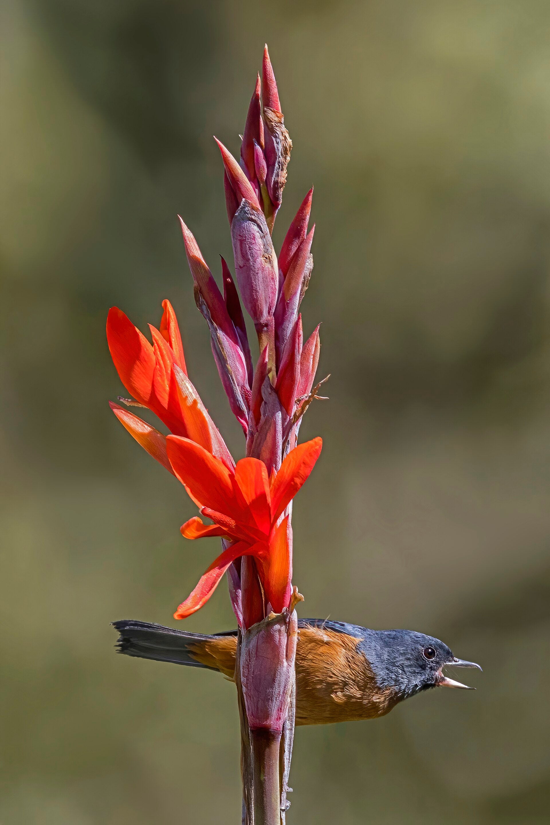 Canna Lily Rhizome - Wade Greens, Lineville Alabama