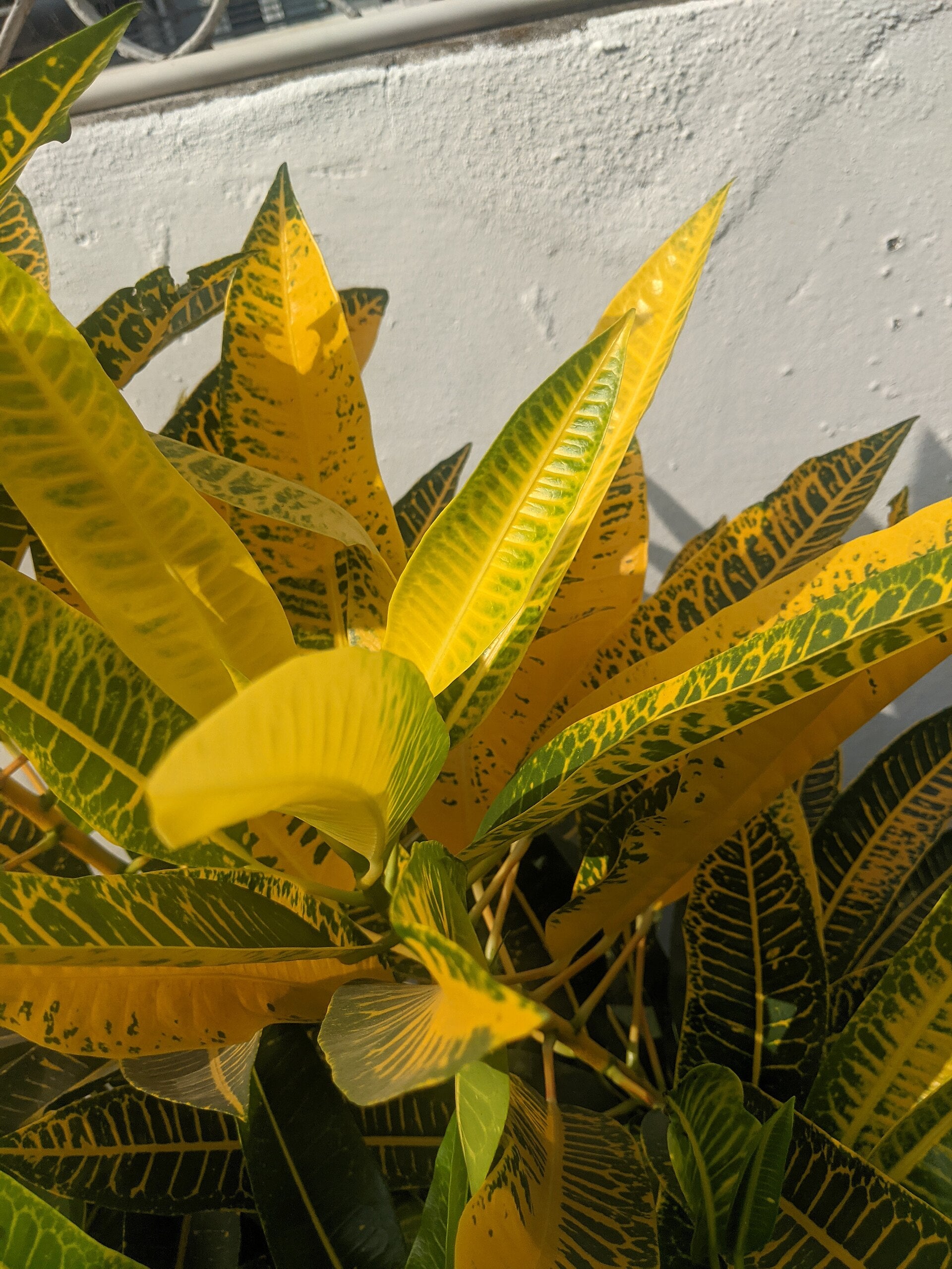 Croton (Codiaeum) (Codiaeum variegatum) — live plant from Wade Greens