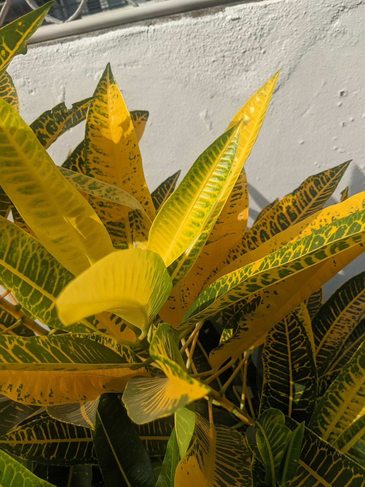 Croton (Codiaeum) (Codiaeum variegatum) — live plant from Wade Greens