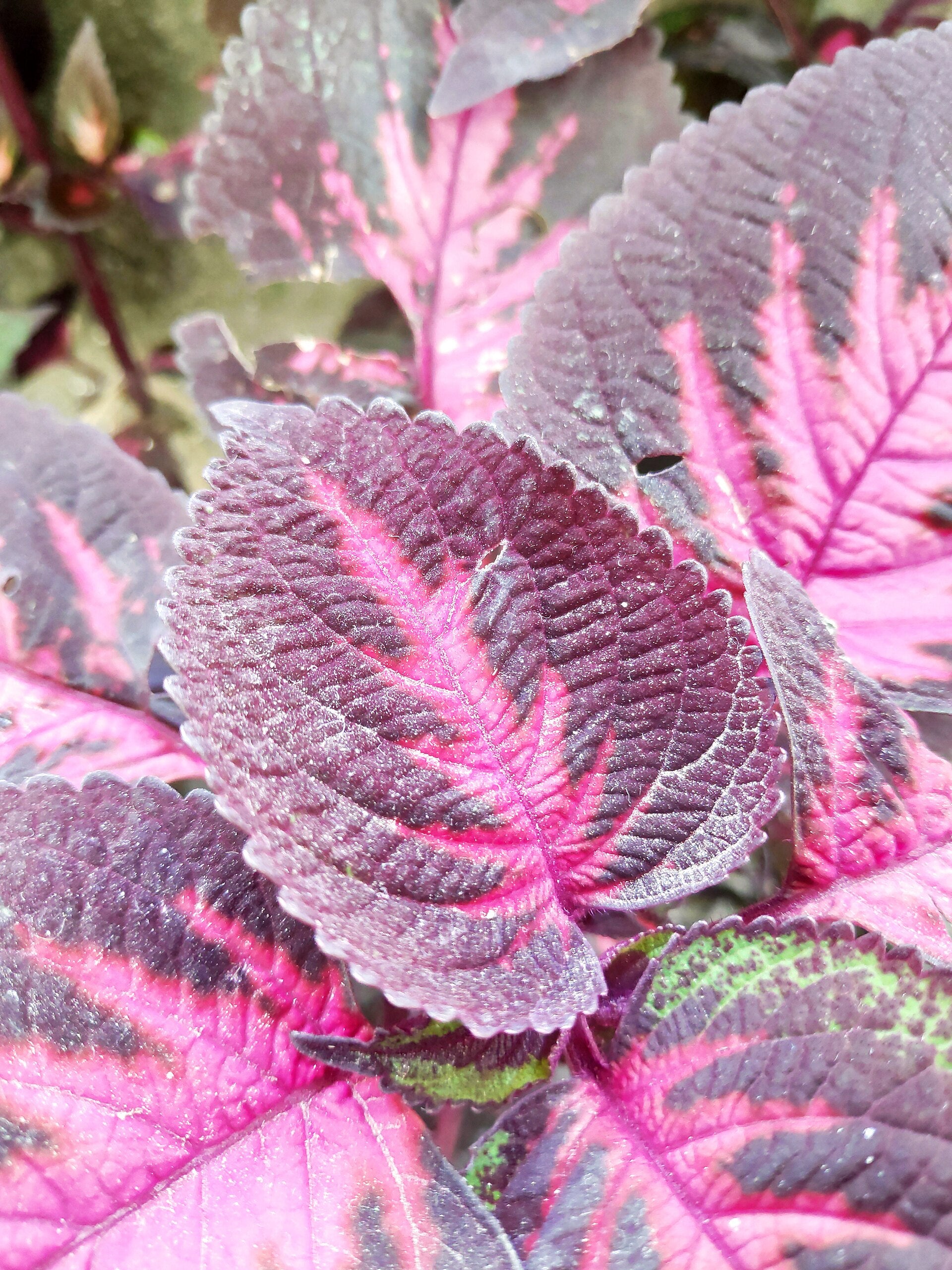 Coleus (Coleus scutellarioides) — live plant from Wade Greens