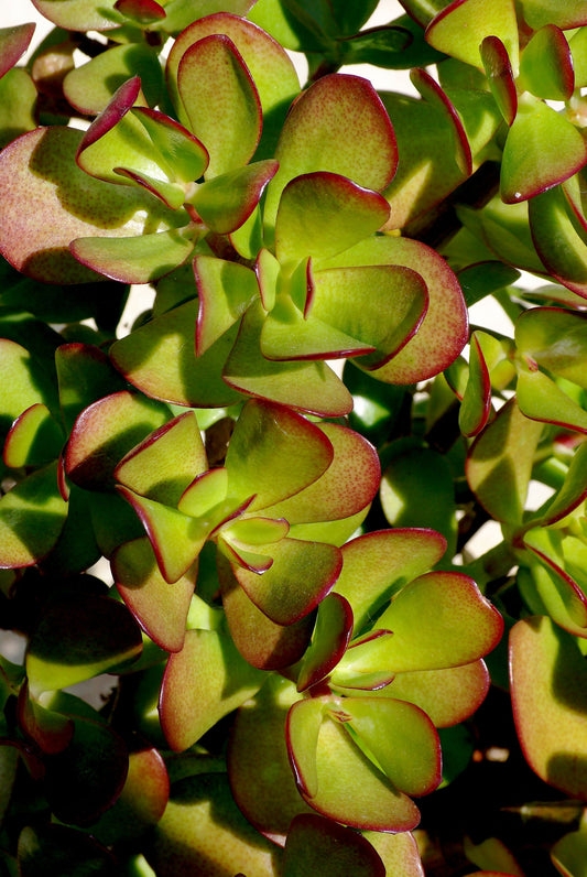 Jade Plant - Wade Greens, Lineville Alabama