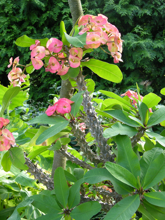 Euphorbia - Wade Greens, Lineville Alabama