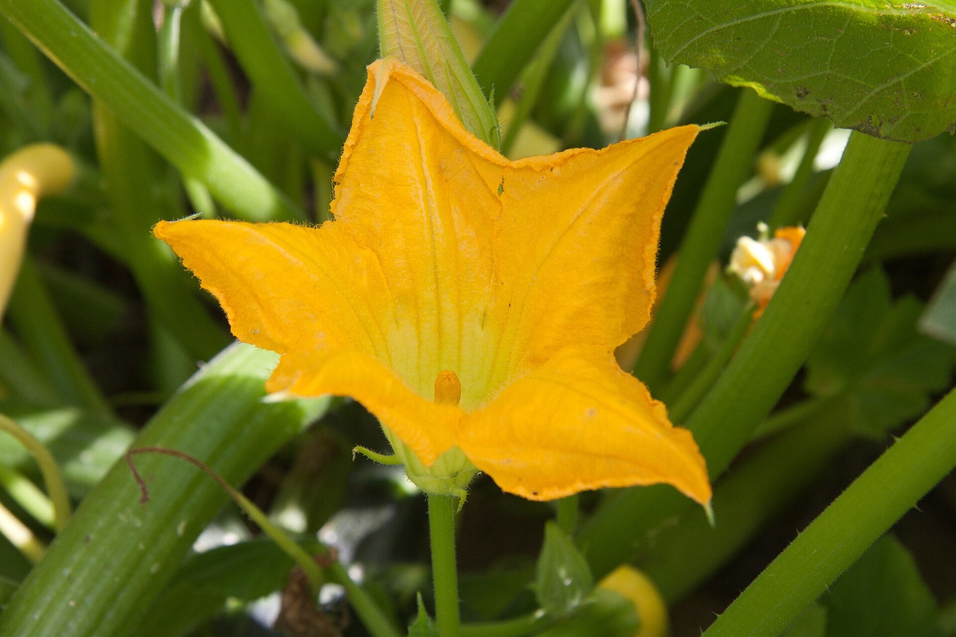 Squash Blossoms - Wade Greens, Lineville Alabama