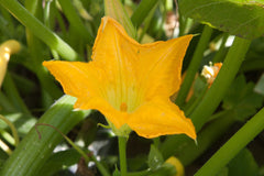 Squash Blossoms - Wade Greens, Lineville Alabama