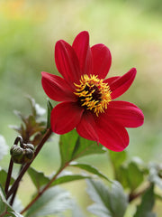 Dahlias - Wade Greens, Lineville Alabama
