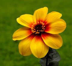 Dahlias - Wade Greens, Lineville Alabama