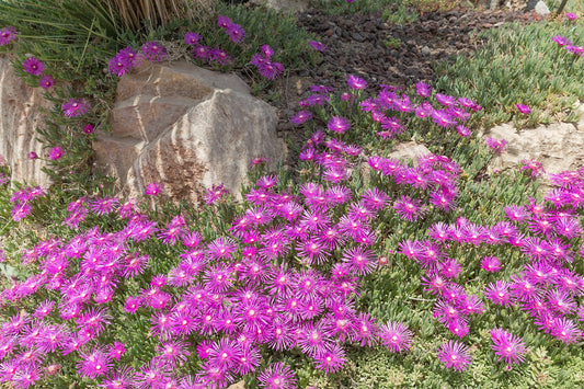 Ice Plant - Wade Greens, Lineville Alabama