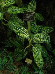 Dieffenbachia (Dumb Cane) — live plant from Wade Greens