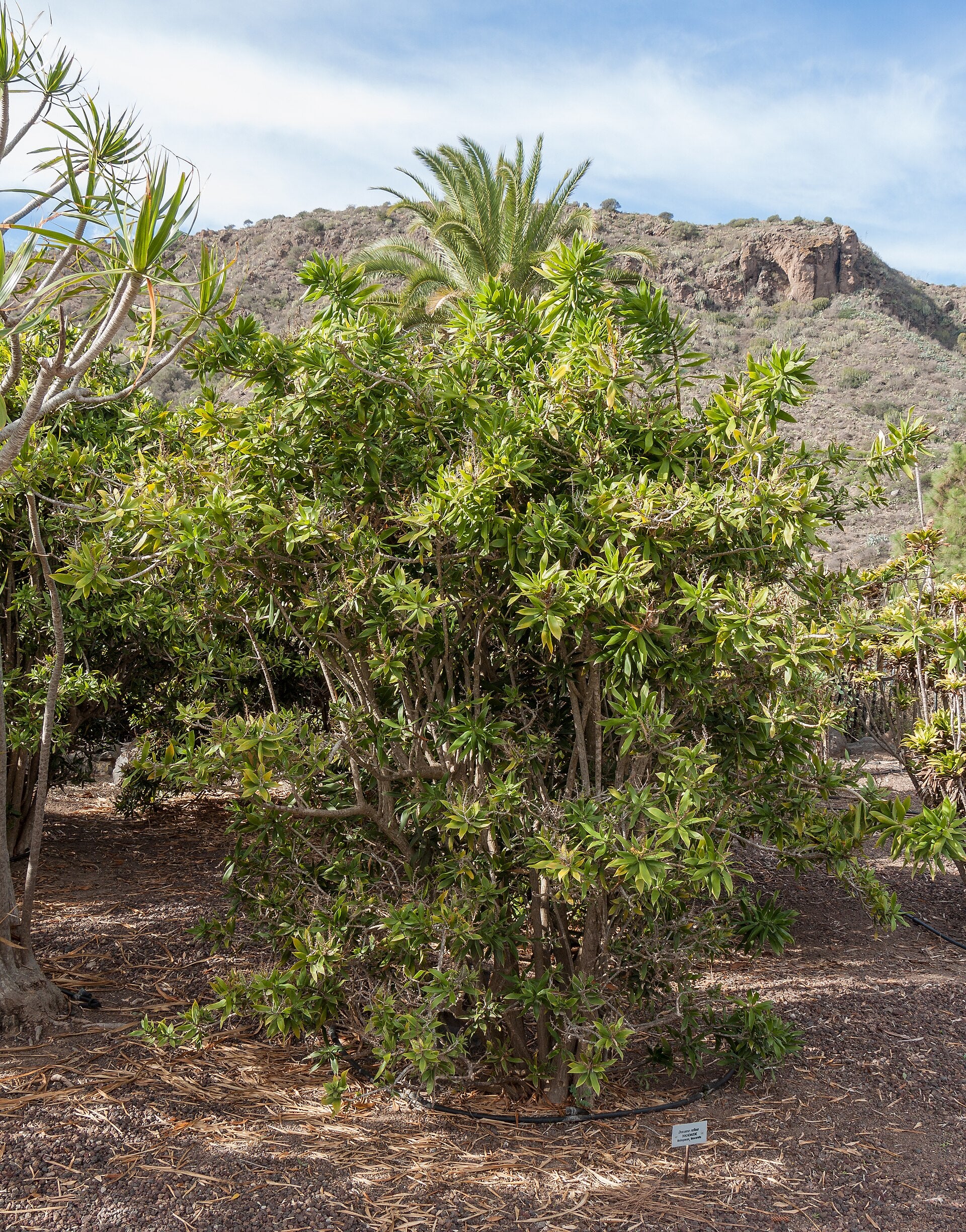 Dracaena — Wade Greens, Lineville Alabama