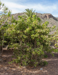 Dracaena — Wade Greens, Lineville Alabama