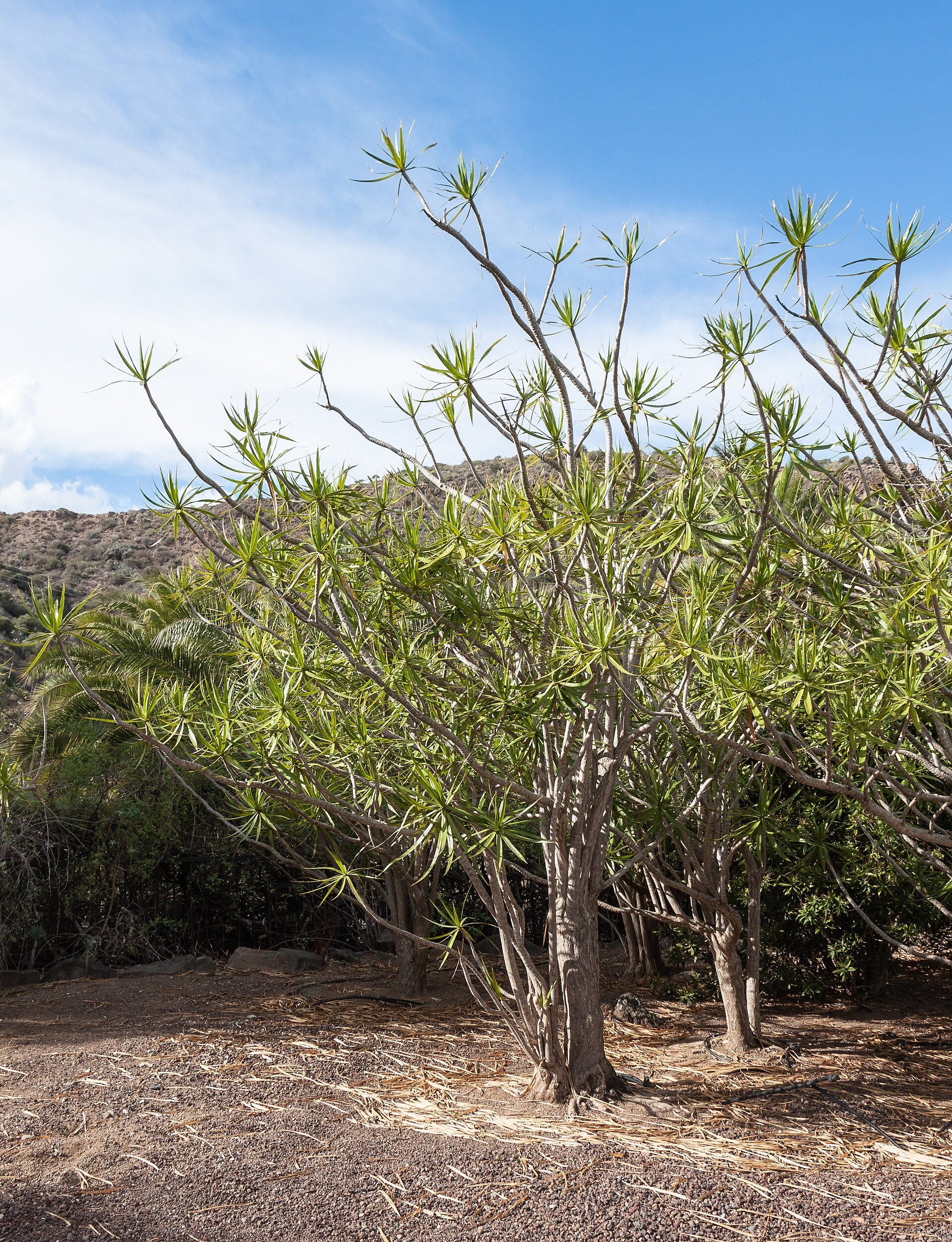 Dracaena — Wade Greens, Lineville Alabama