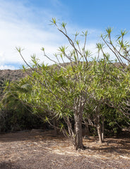 Dracaena — Wade Greens, Lineville Alabama