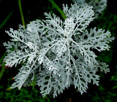 Dusty Miller — Wade Greens, Lineville Alabama