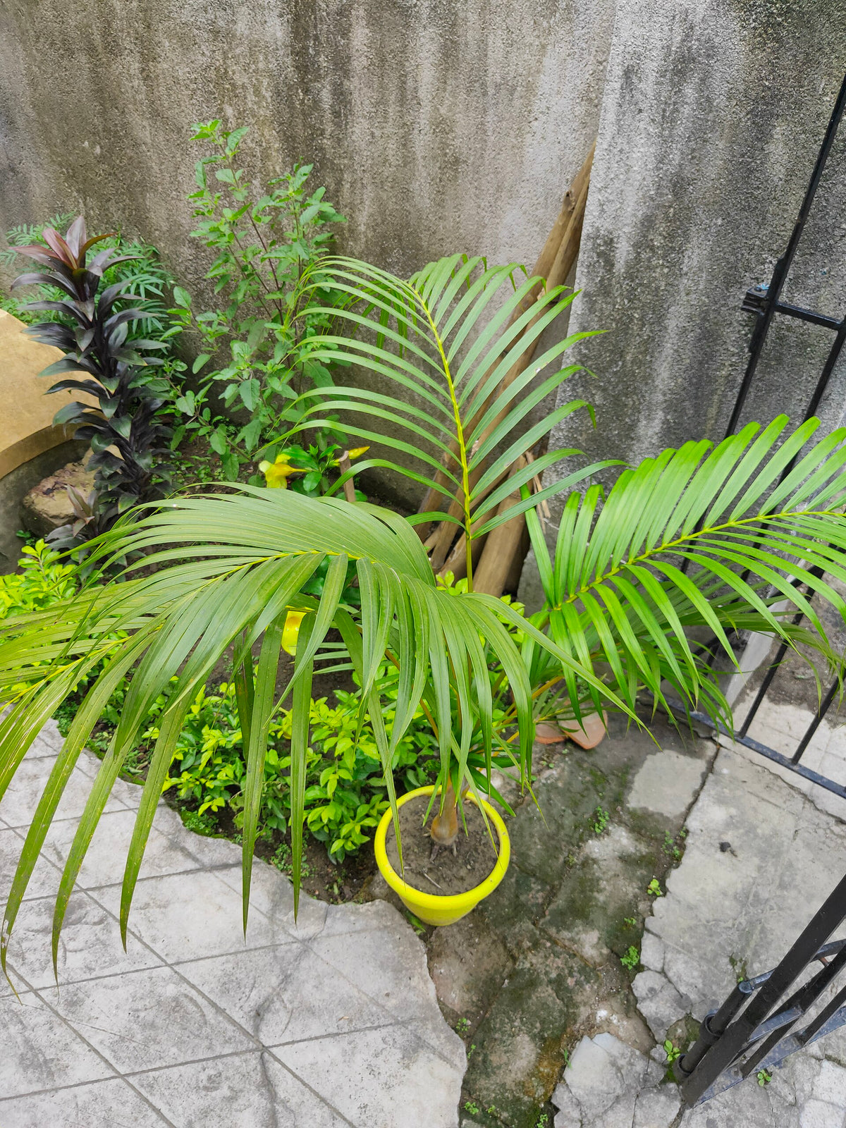 Areca Palm — live plant from Wade Greens