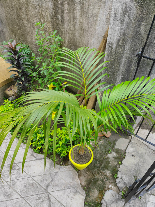 Areca Palm - live plant from Wade Greens