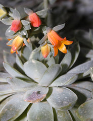 Assorted Succulent Variety Pack (2") (assorted species) — live plant from Wade Greens