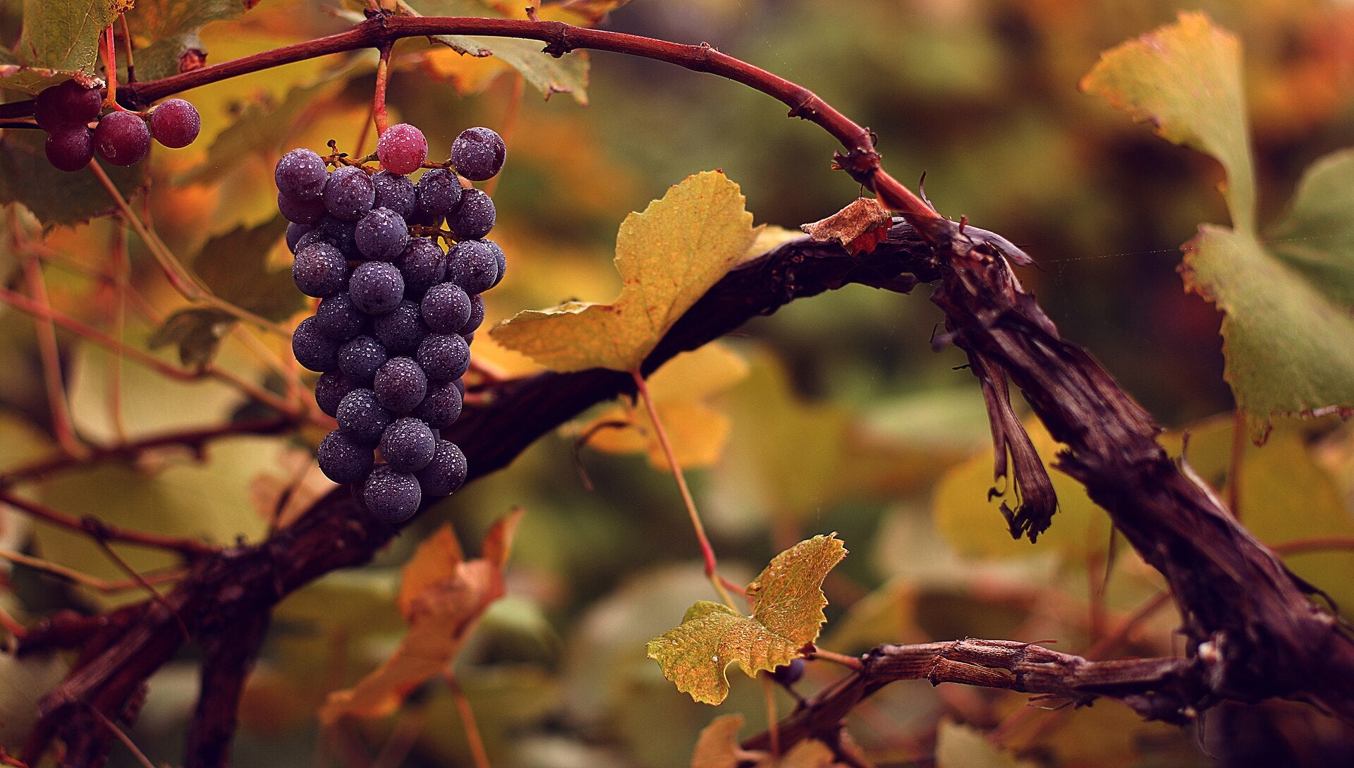 Table Grape — Wade Greens, Lineville Alabama