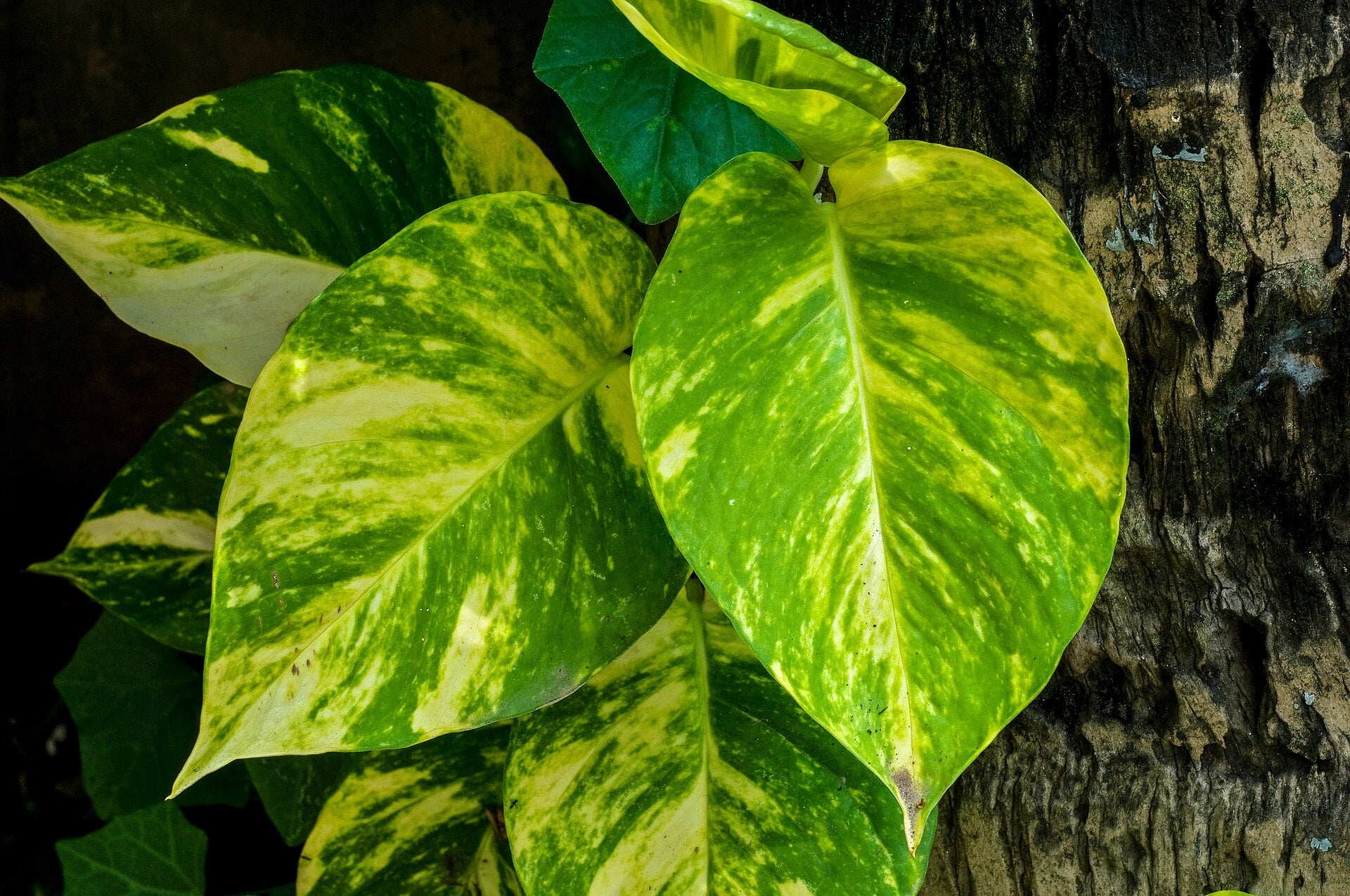 N'Joy Pothos — Wade Greens, Lineville Alabama
