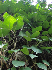 N'Joy Pothos — Wade Greens, Lineville Alabama