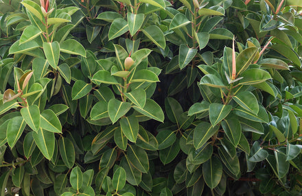 Medium to Bright Light Indoor Plants