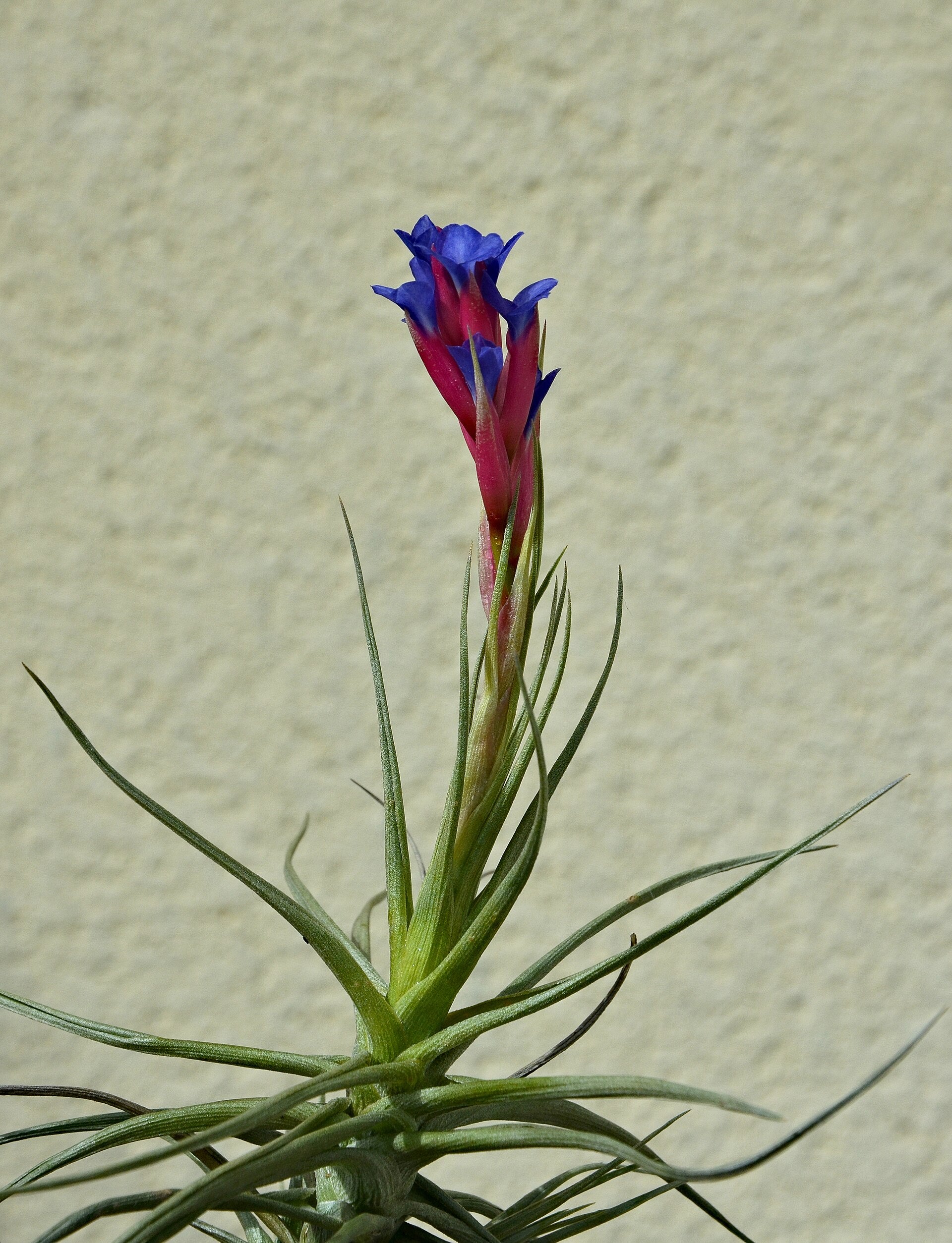 Air Plants — Wade Greens, Lineville Alabama