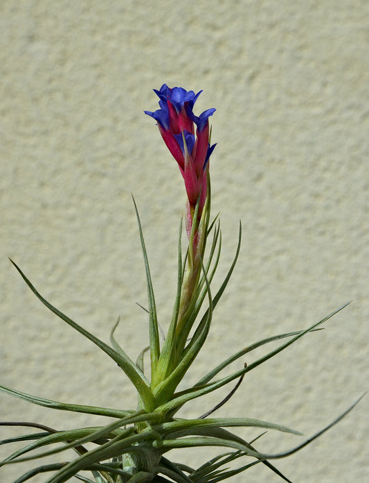 Air Plants - Wade Greens, Lineville Alabama