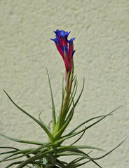 Air Plants — Wade Greens, Lineville Alabama