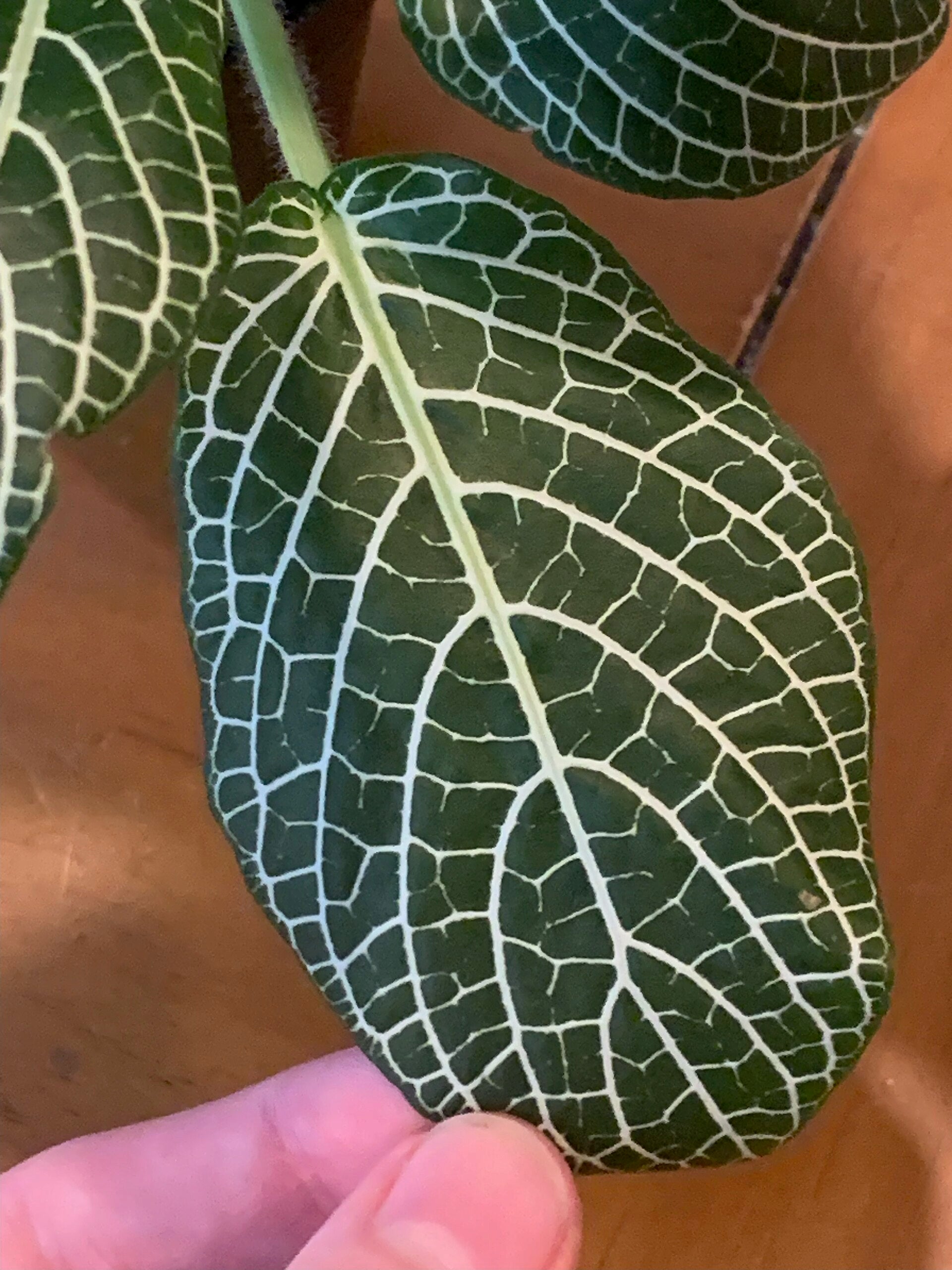 Nerve Plant — Wade Greens, Lineville Alabama