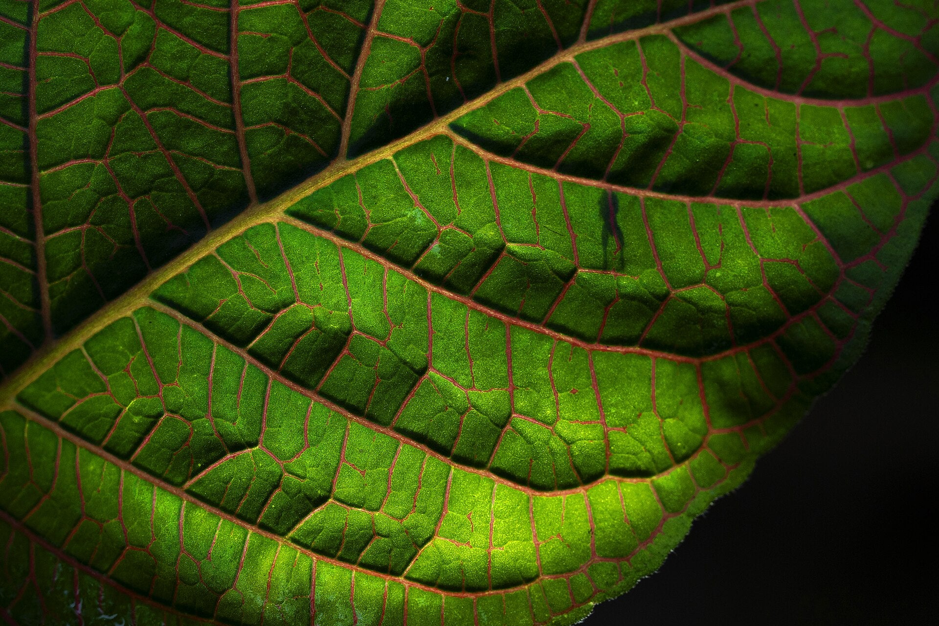 Nerve Plant — Wade Greens, Lineville Alabama