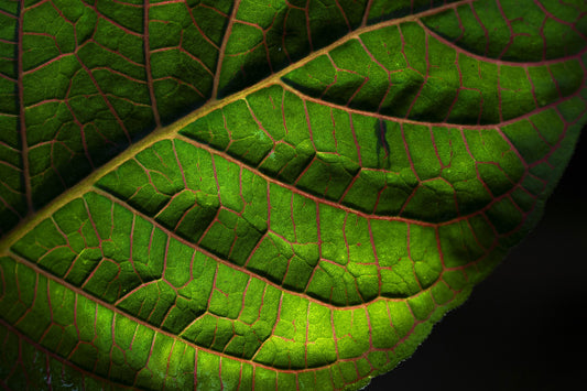 Nerve Plant - Wade Greens, Lineville Alabama