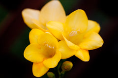Freesia Corms — Wade Greens, Lineville Alabama