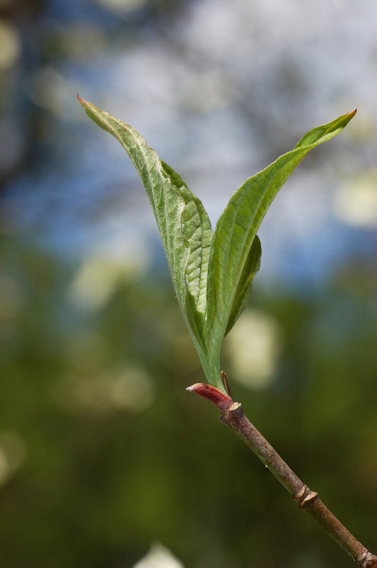 Flowering Dogwood Sapling - Wade Greens, Lineville Alabama