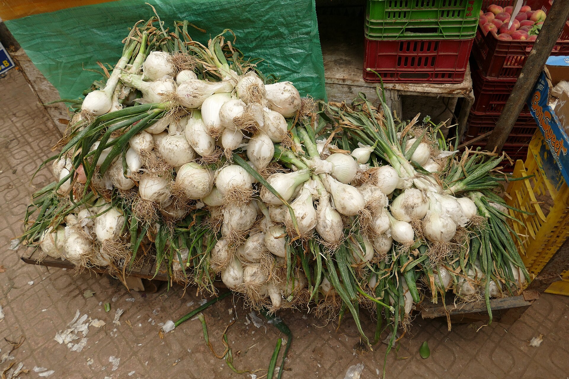 Green Onion / Scallion — Wade Greens, Lineville Alabama