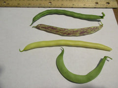 Bush Bean — Wade Greens, Lineville Alabama