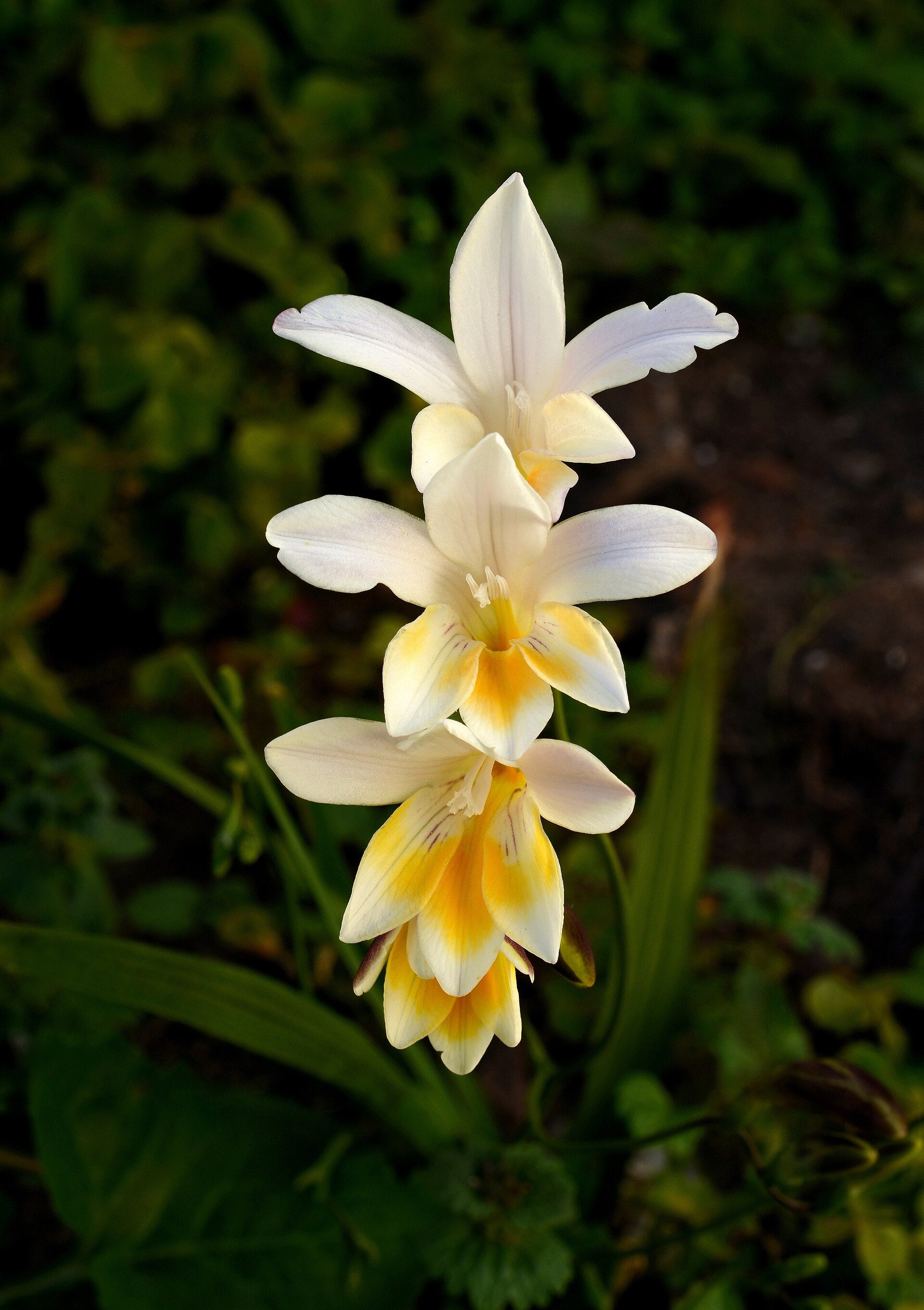 Freesia Corms — Wade Greens, Lineville Alabama