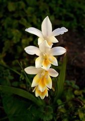 Freesia Corms — Wade Greens, Lineville Alabama