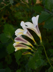 Freesia Corms — Wade Greens, Lineville Alabama