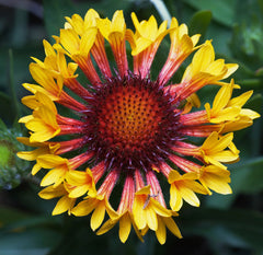 Gaillardia — Wade Greens, Lineville Alabama