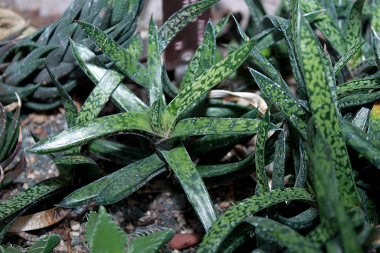 Gasteria - Wade Greens, Lineville Alabama