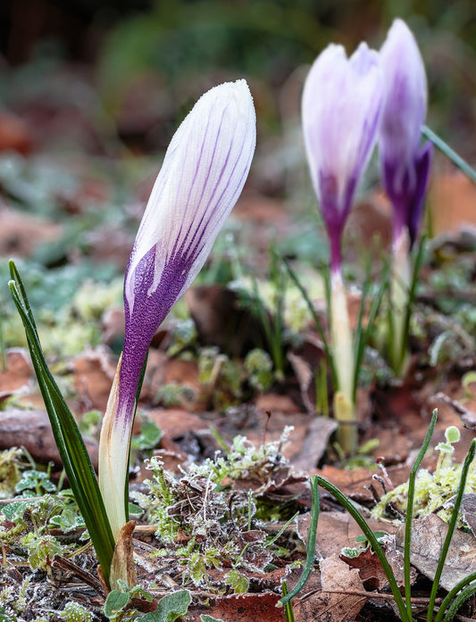 Crocus Corms - Wade Greens, Lineville Alabama
