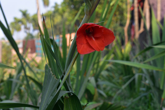 Gladiolus Corms - Wade Greens, Lineville Alabama