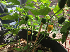 Habaneros - Wade Greens, Lineville Alabama