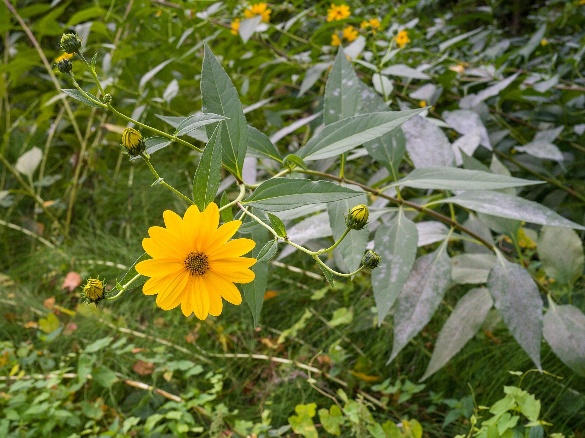Jerusalem Artichoke — Wade Greens, Lineville Alabama