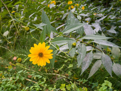 Jerusalem Artichoke — Wade Greens, Lineville Alabama