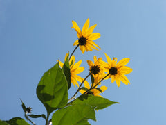 Jerusalem Artichoke — Wade Greens, Lineville Alabama