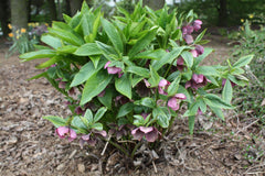 Hellebore (Lenten Rose) — live plant from Wade Greens