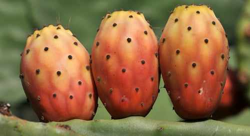Prickly Pear Cactus - Wade Greens, Lineville Alabama