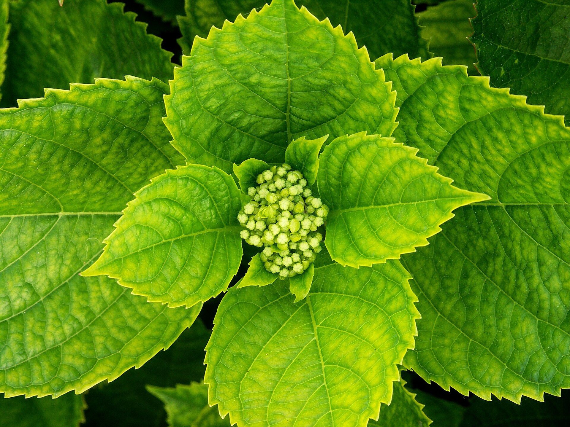 Hydrangea Shrub — Wade Greens, Lineville Alabama