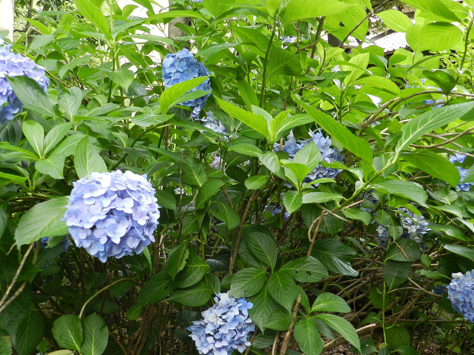 Hydrangea Shrub — Wade Greens, Lineville Alabama
