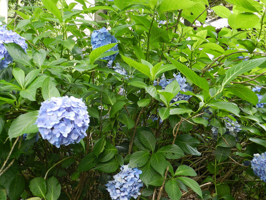 Hydrangea Shrub - Wade Greens, Lineville Alabama